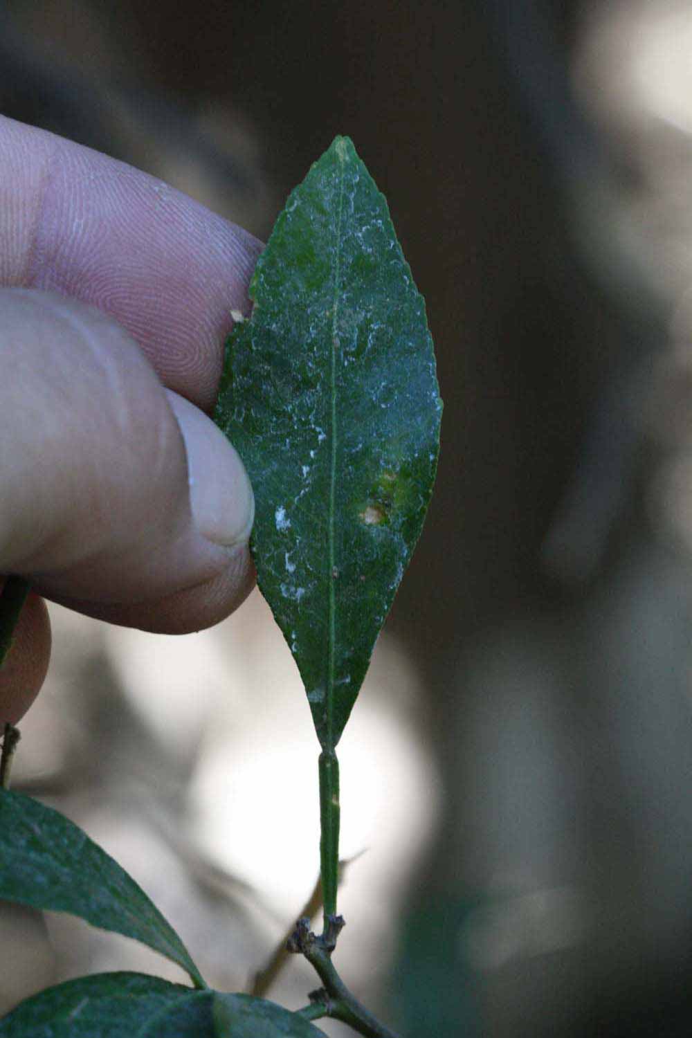              Unifoliolate leaf (Riverside, CA)       